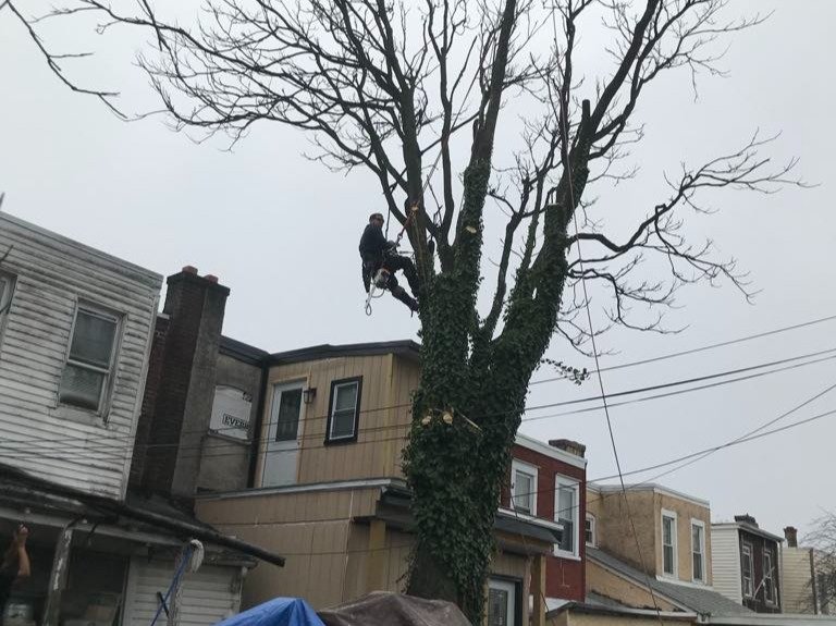 II Towns Tree Service