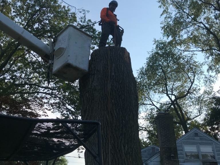 II Towns Tree Service